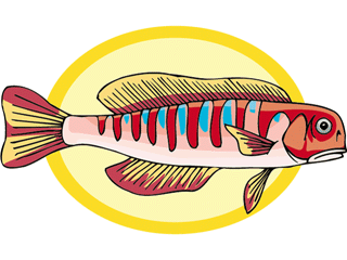 Others fish graphics