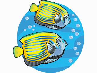 Others fish graphics