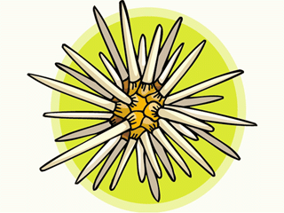 Sea urchin fish graphics