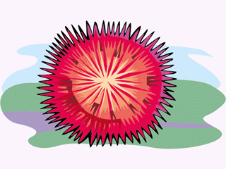 Sea urchin