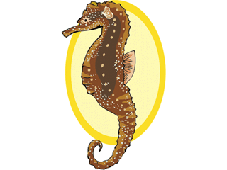 Seahorse fish graphics