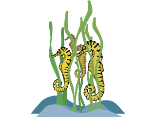 Seahorse fish graphics