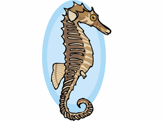 Seahorse