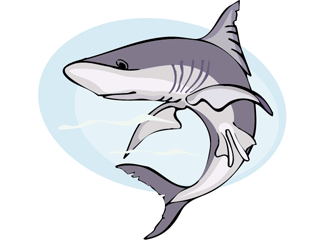 Sharks fish graphics