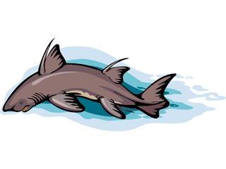 Sharks fish graphics