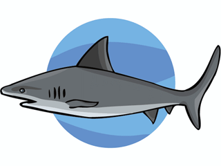 Sharks fish graphics