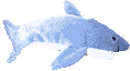 Sharks fish graphics