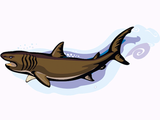 Sharks fish graphics