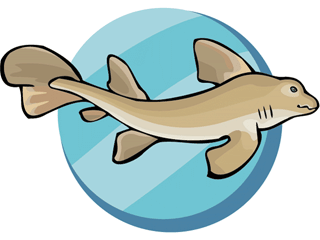 Sharks fish graphics