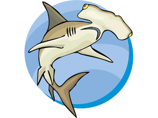 Sharks fish graphics