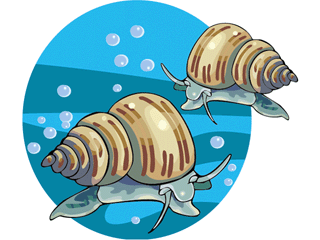 Snails fish graphics