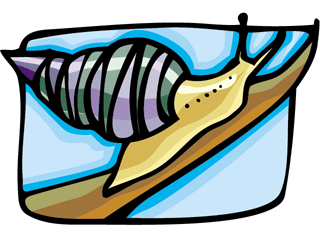Snails fish graphics