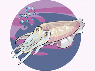 Squid fish graphics