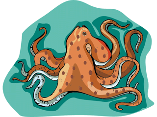 Squid fish graphics