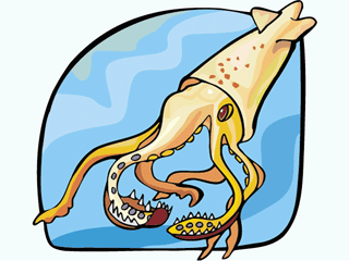 Squid fish graphics