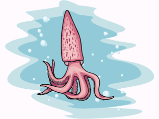 Squid