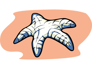 Starfish fish graphics