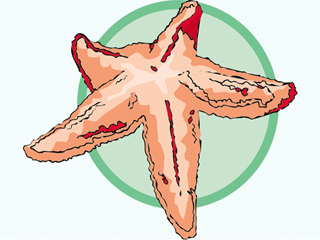 Starfish fish graphics