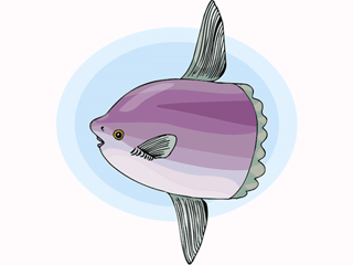 Sunfish fish graphics