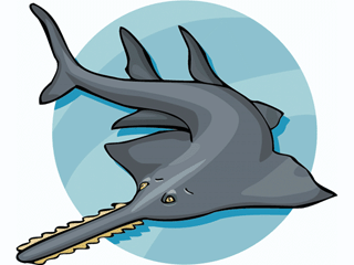 Swordfish fish graphics