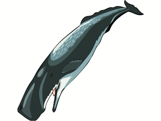 Whale fish graphics