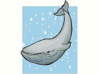 Whale fish graphics