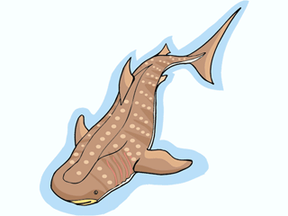 Whale fish graphics