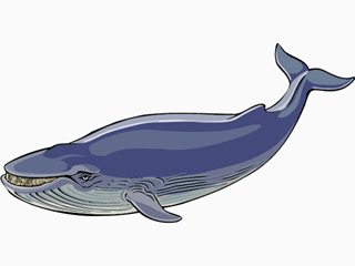 Whale fish graphics