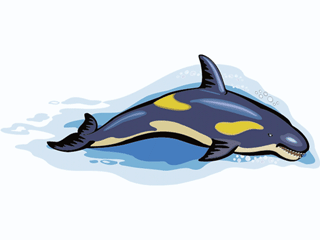 Whale