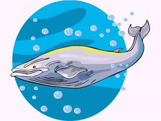 Whale fish graphics