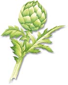 Artichoke