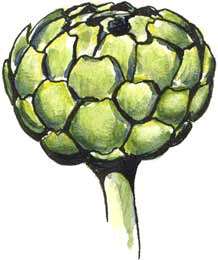 Artichoke