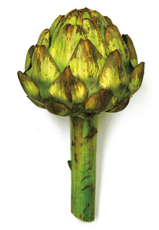 Artichoke