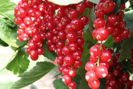 Berries food and drinks