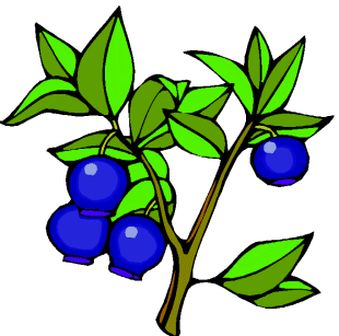 Berries