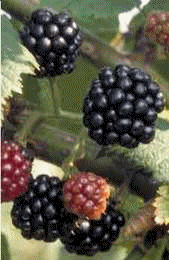 Blackberries food and drinks