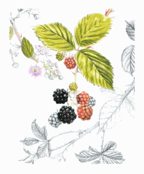 Blackberries