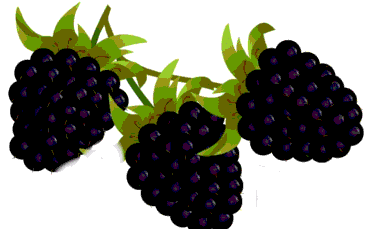 Blackberries