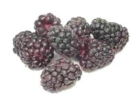 Blackberries