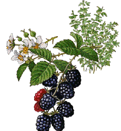 Blackberries food and drinks