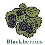 Blackberries food and drinks