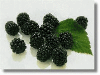 Blackberries