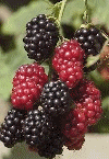 Blackberries