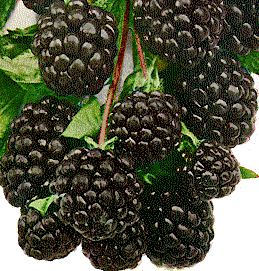 Blackberries food and drinks