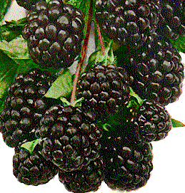 Blackberries