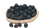 Blackberries