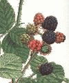 Blackberries