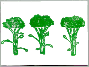 Broccoli