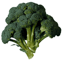 Broccoli