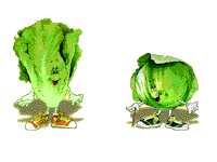 Cabbage food and drinks